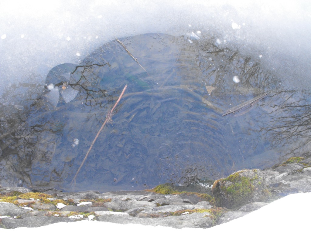 Triturus alpestris apuanus sulla Collina Torinese